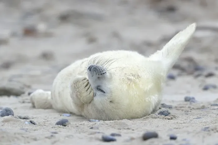 Framed Print : Young Grey Seal -Halichoerus grypus- pup, on the beach, Dune island, Helgoland, Schleswig-Holstein, Germany Framed Print : Young Grey Seal -Halichoerus grypus- pup, on the beach, Dune island, Helgoland, Schleswig-Holstein, Germany
