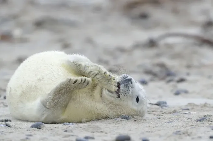 Framed Print : Young Grey Seal -Halichoerus grypus- pup, on the beach, Dune island, Helgoland, Schleswig-Holstein, Germany Framed Print : Young Grey Seal -Halichoerus grypus- pup, on the beach, Dune island, Helgoland, Schleswig-Holstein, Germany