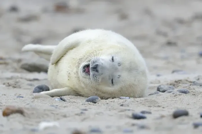 Framed Print : Young Grey Seal -Halichoerus grypus- pup, on the beach, Dune island, Helgoland, Schleswig-Holstein, Germany Framed Print : Young Grey Seal -Halichoerus grypus- pup, on the beach, Dune island, Helgoland, Schleswig-Holstein, Germany
