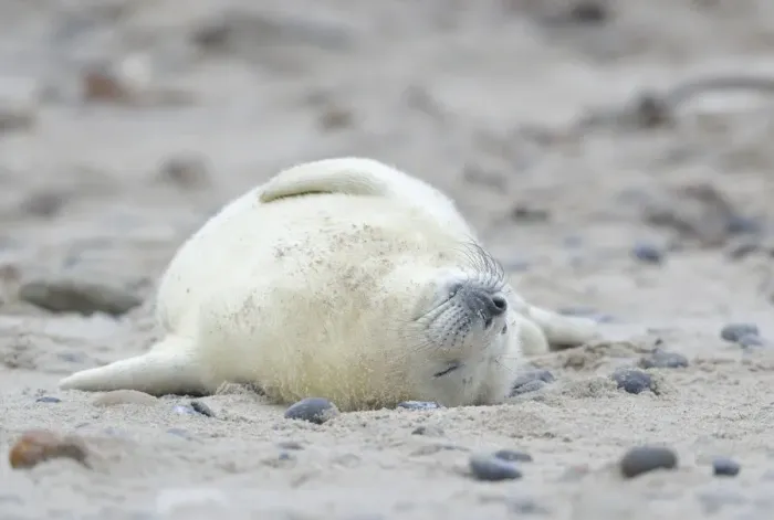 Framed Print : Young Grey Seal -Halichoerus grypus- pup, on the beach, Dune island, Helgoland, Schleswig-Holstein, Germany Framed Print : Young Grey Seal -Halichoerus grypus- pup, on the beach, Dune island, Helgoland, Schleswig-Holstein, Germany