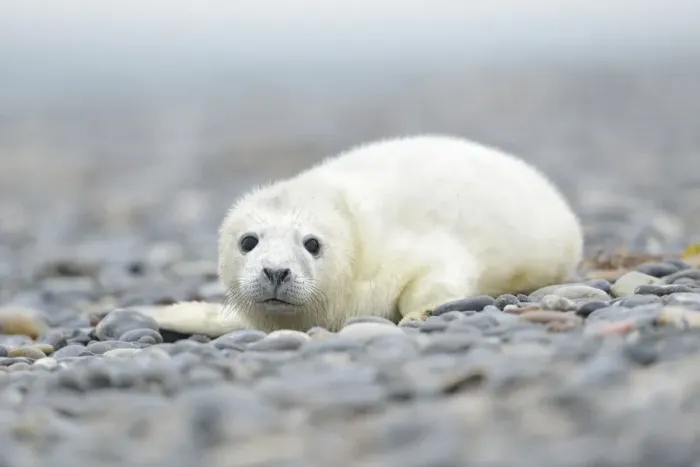 Framed Print : Young Grey Seal -Halichoerus grypus- pup, on the beach, Dune island, Helgoland, Schleswig-Holstein, Germany