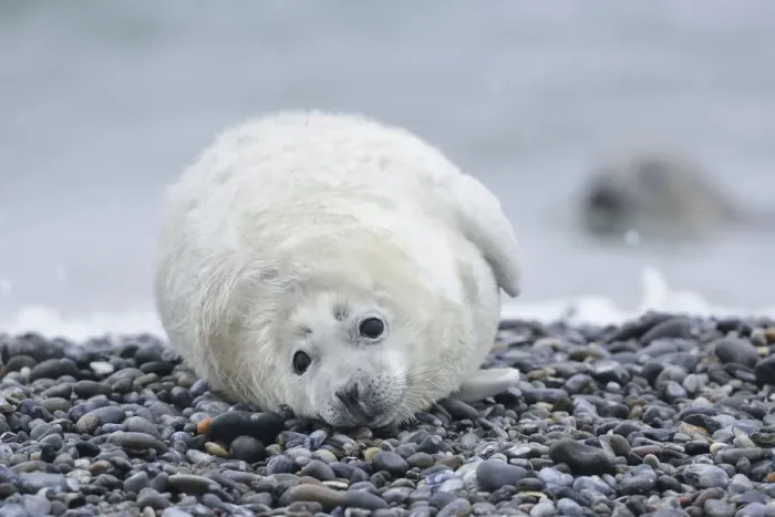 Framed Print : Young Grey Seal -Halichoerus grypus- pup, on the beach, Dune island, Helgoland, Schleswig-Holstein, Germany Framed Print : Young Grey Seal -Halichoerus grypus- pup, on the beach, Dune island, Helgoland, Schleswig-Holstein, Germany