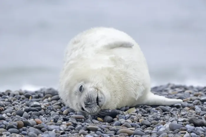 Framed Print : Young Grey Seal -Halichoerus grypus- pup, on the beach, Dune island, Helgoland, Schleswig-Holstein, Germany Framed Print : Young Grey Seal -Halichoerus grypus- pup, on the beach, Dune island, Helgoland, Schleswig-Holstein, Germany