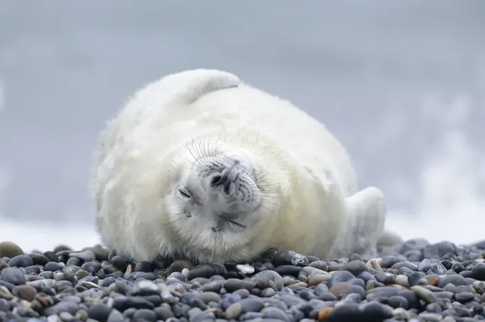 Framed Print : Young Grey Seal -Halichoerus grypus- pup, on the beach, Dune island, Helgoland, Schleswig-Holstein, Germany