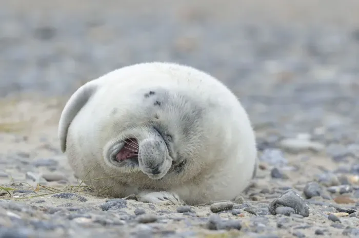 Framed Print : Young Grey Seal -Halichoerus grypus- pup, on the beach, Dune island, Helgoland, Schleswig-Holstein, Germany Framed Print : Young Grey Seal -Halichoerus grypus- pup, on the beach, Dune island, Helgoland, Schleswig-Holstein, Germany