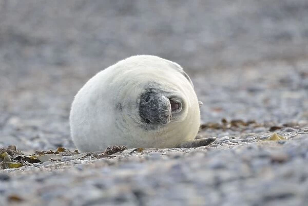 Young Grey Seal -Halichoerus grypus- pup, on the beach, Dune island, Helgoland, Schleswig-Holstein, Germany