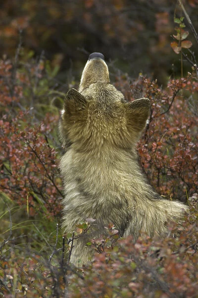 Young Grey wolf snifing scent in tundra, Alaska