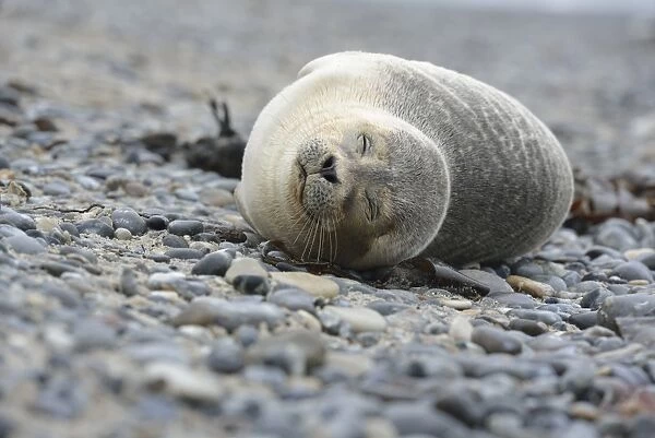 Young Harbour Seal -Phoca vitulina- lying on a pebble beach, Dune island, Helgoland, Schleswig-Holstein, Germany