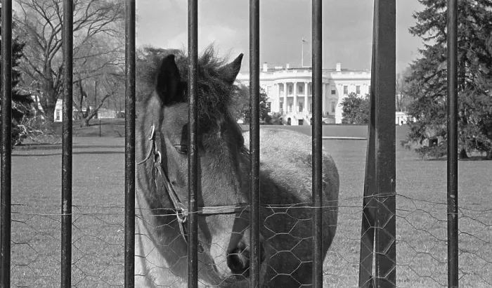 Framed Print : Young Horse Standing Behind Fence Framed Print : Young Horse Standing Behind Fence