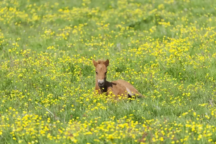 Framed Print : Young Icelandic horse, foal resting on a flower meadow, Iceland, Europe Framed Print : Young Icelandic horse, foal resting on a flower meadow, Iceland, Europe