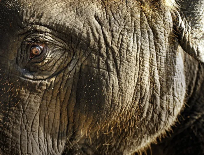 Framed Print : Young indian elephant (Elephas maximus), close up Framed Print : Young indian elephant (Elephas maximus), close up