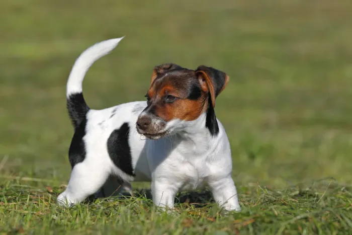 Framed Print : Young Jack Russell Terrier dog (Canis lupus familiaris), male puppy, 12 weeks, domestic dog Framed Print : Young Jack Russell Terrier dog (Canis lupus familiaris), male puppy, 12 weeks, domestic dog