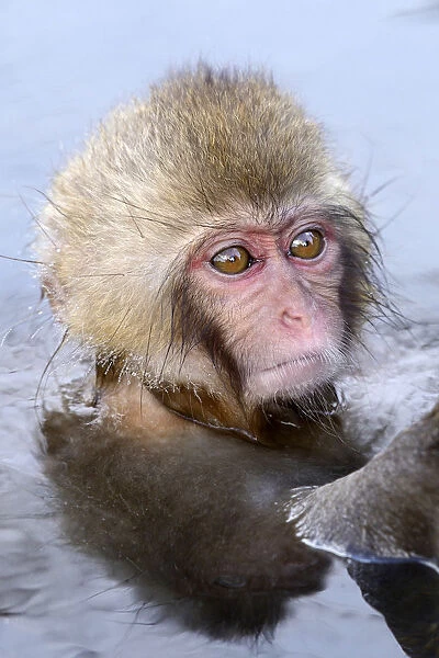 Young Japanese Macaque or Snow Monkey -Macaca fuscata-, portrait, Affenpark Jigokudani, Nagano Prafektur, Japan