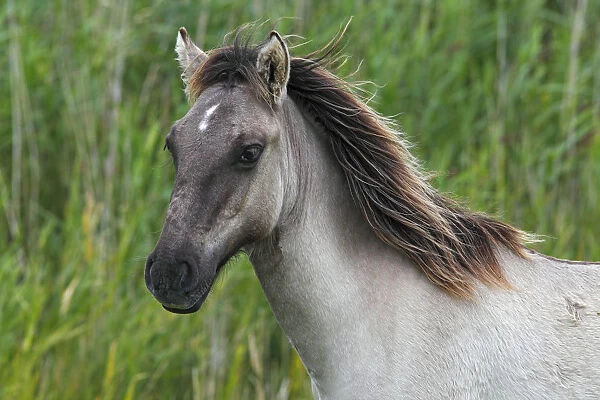 Young Konik (Equus przewalskii f. caballus), foal, portrait, wild horse, Tarpan re-breeding project