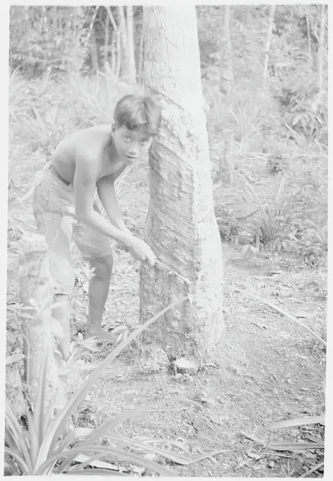 Framed Print : Young Laborer Stripping Tree for Sap Framed Print : Young Laborer Stripping Tree for Sap