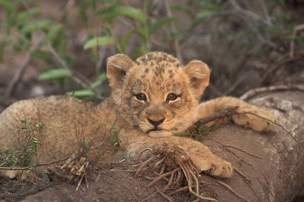 A young lion cub lying on a fallen tree looking towards camera