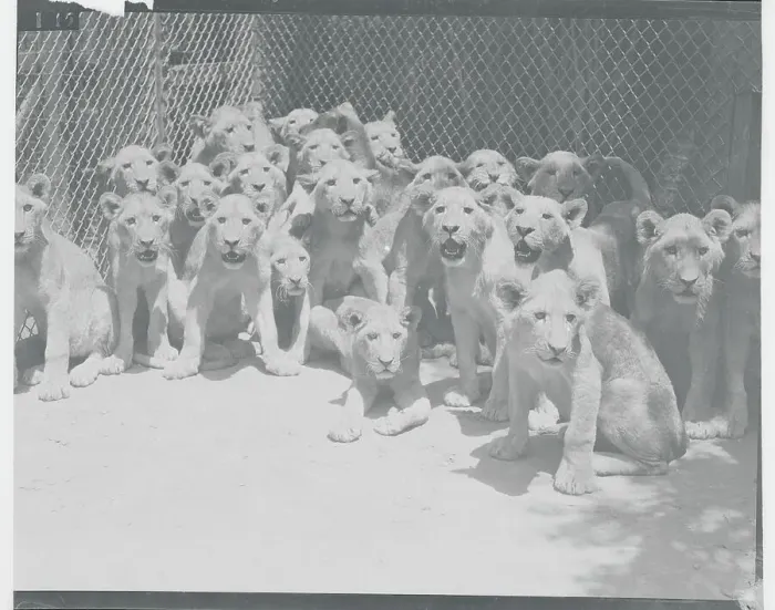 Framed Print : Young Lion Cubs in a Huddle