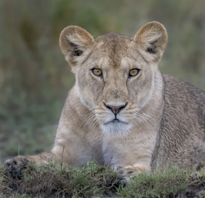 Framed Print : Young lion portrait Framed Print : Young lion portrait