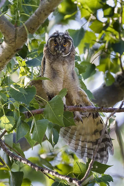 Young Long-eared owl -Asio otus- sitting on branch, stretching wings, Seewinkel, Burgenland, Austria