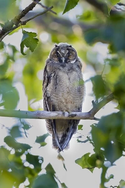 Young Long-eared owl -Asio otus- sitting on branch, Seewinkel, Burgenland, Austria