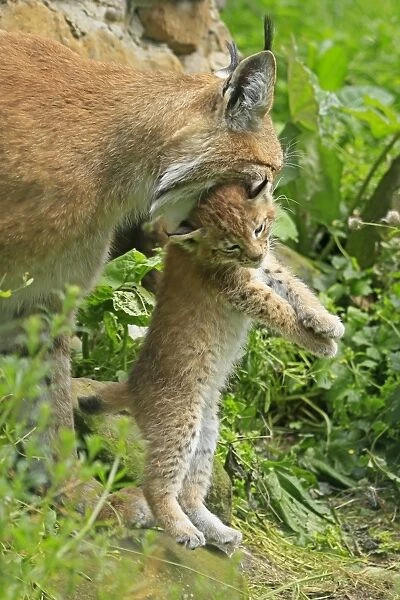 Young lynx -Lynx- is carried by its head by female, wildlife park Haltern, Germany