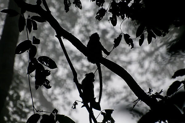 Young Macaques Silhouetted in the Jungle