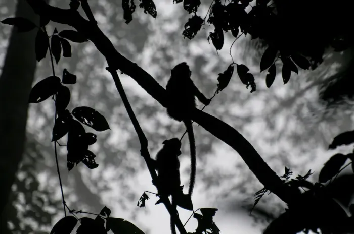 Framed Print : Young Macaques Silhouetted in the Jungle Framed Print : Young Macaques Silhouetted in the Jungle
