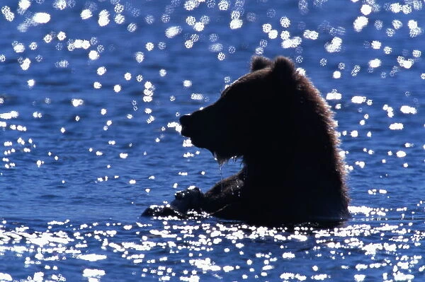 Young male brown bear (Ursus arctos) in river