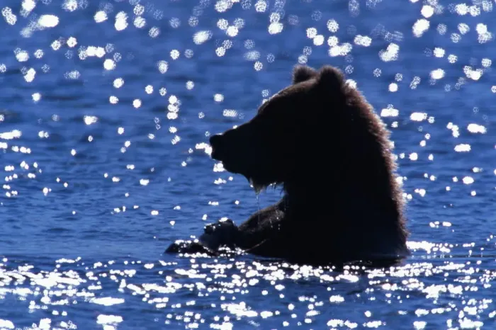 Framed Print : Young male brown bear (Ursus arctos) in river Framed Print : Young male brown bear (Ursus arctos) in river