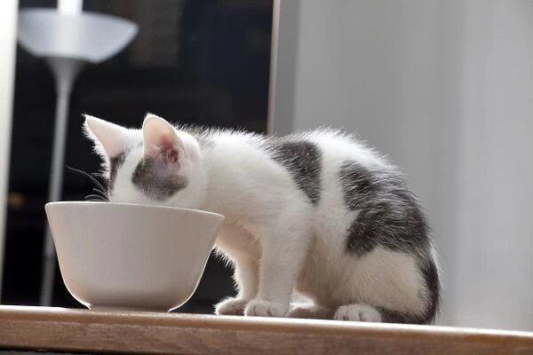Young male cat, 10 weeks, drinking from a bowl