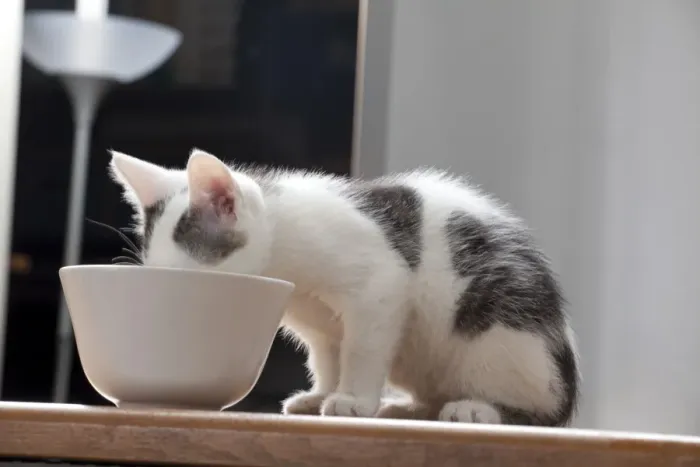Framed Print : Young male cat, 10 weeks, drinking from a bowl
