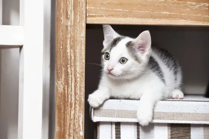 Framed Print : Young male cat, 10 weeks, lying on a box Framed Print : Young male cat, 10 weeks, lying on a box