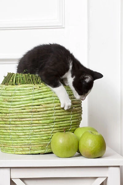 Young male cat, 10 weeks, playing with green apples