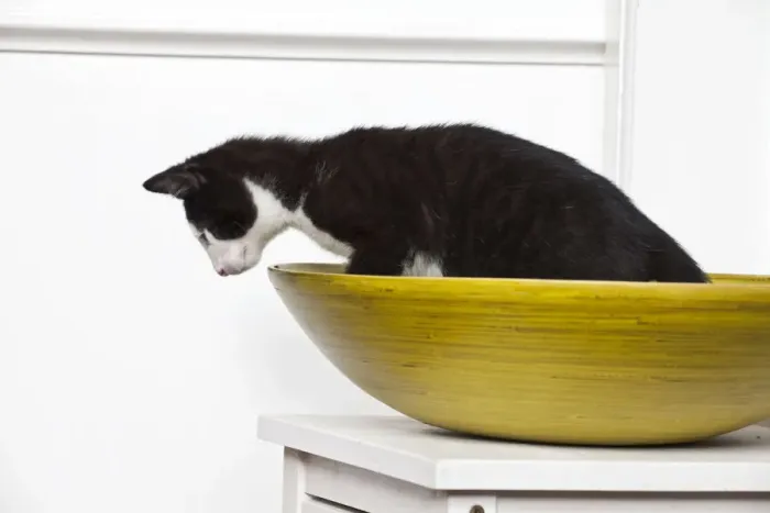 Framed Print : Young male cat, 10 weeks, sitting in a wooden bowl Framed Print : Young male cat, 10 weeks, sitting in a wooden bowl