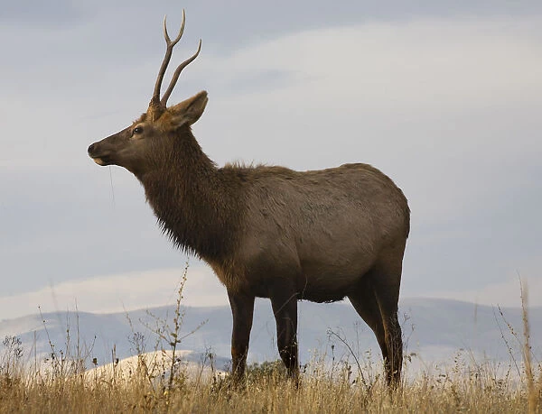 Young male elk with horns eating grass, National Bison Range, Charlo, Montana, USA