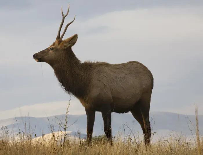 Framed Print : Young male elk with horns eating grass, National Bison Range, Charlo, Montana, USA Framed Print : Young male elk with horns eating grass, National Bison Range, Charlo, Montana, USA