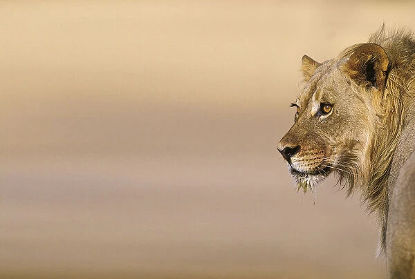 Young Male Lion (Panthera leo) on the Lookout