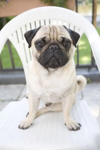 Young male pug on a garden chair