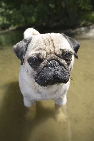 Young male pug with his paws in the water