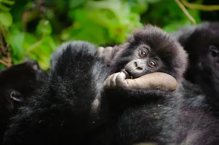 Framed Print : A young mountain gorilla (Gorilla beringei beringei) resting his head on the foot of a family member in Volcanoes National Park, Rwanda Framed Print : A young mountain gorilla (Gorilla beringei beringei) resting his head on the foot of a family member in Volcanoes National Park, Rwanda