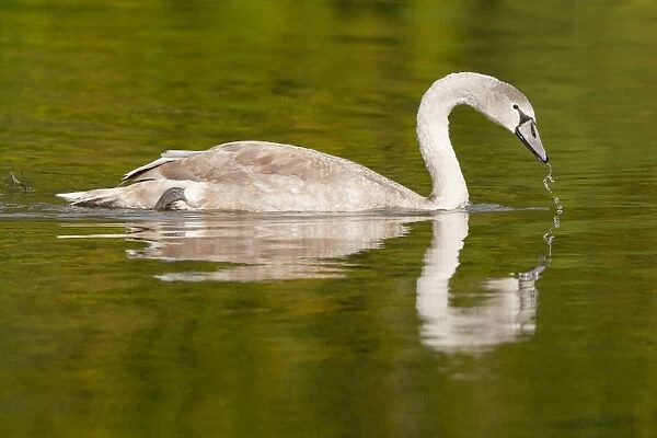 Young Mute Swan -Cygnus olor-, North Hesse, Hesse, Germany