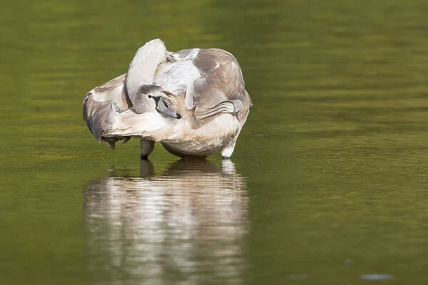 Young Mute Swan -Cygnus olor-, preening, North Hesse, Hesse, Germany