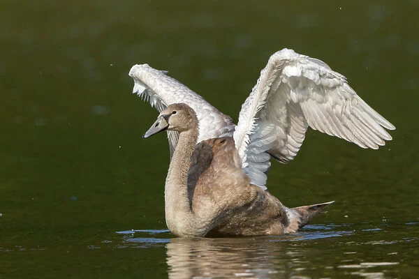 Young Mute Swan -Cygnus olor- spreading wings