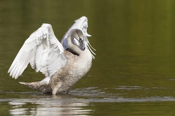 Young Mute Swan -Cygnus olor-, spreading its wings, North Hesse, Hesse, Germany
