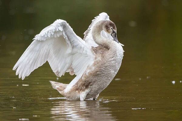 Young Mute Swan -Cygnus olor- standing in water, flapping its wings, North Hesse, Hesse, Germany