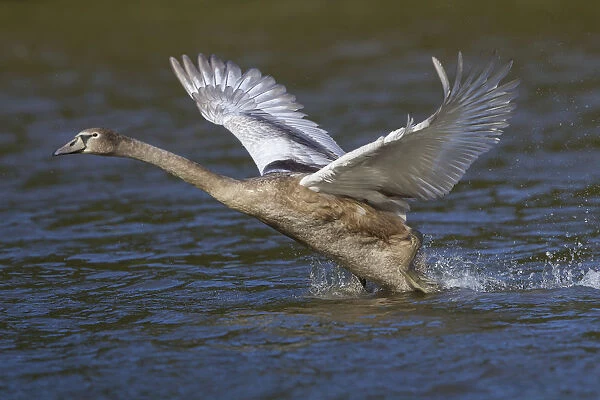 Young Mute Swan -Cygnus olor- taking off from water, North Hesse, Hesse, Germany