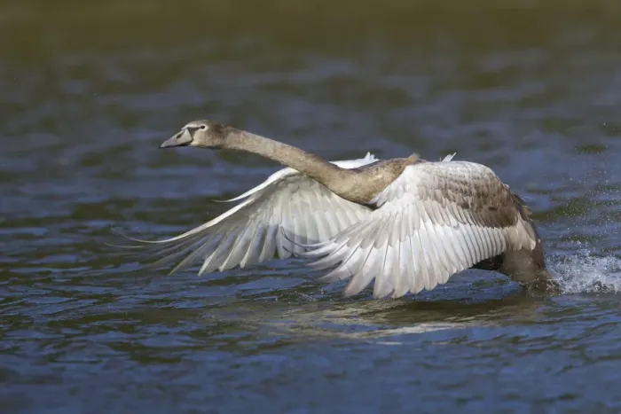Framed Print : Young Mute Swan -Cygnus olor- taking off from water, North Hesse, Hesse, Germany Framed Print : Young Mute Swan -Cygnus olor- taking off from water, North Hesse, Hesse, Germany