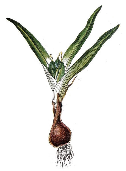 Young narcissus with bulb and roots