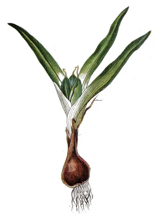 Framed Print : Young narcissus with bulb and roots Framed Print : Young narcissus with bulb and roots