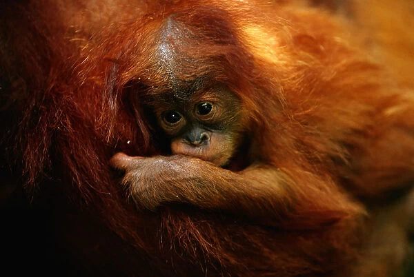 Young orang utan (Pongo pygmaeus) close up, Gunung leuser N. P, Indonesia